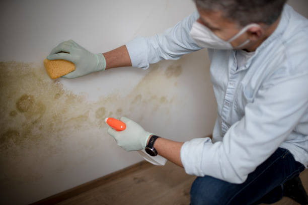 Best Attic Mold Remediation in Nuevo, CA