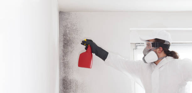 Best Black Mold Remediation in Nuevo, CA
